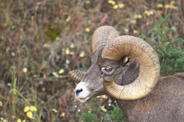 Wildlife