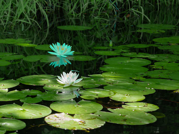 Water Lily, West Mineral KS