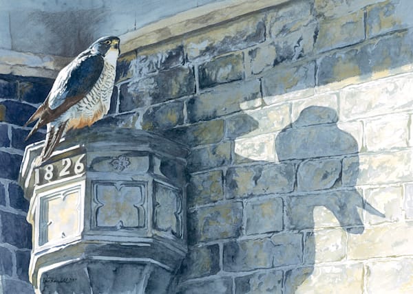 Birds - giclée prints Art | Ian Rendall Artist