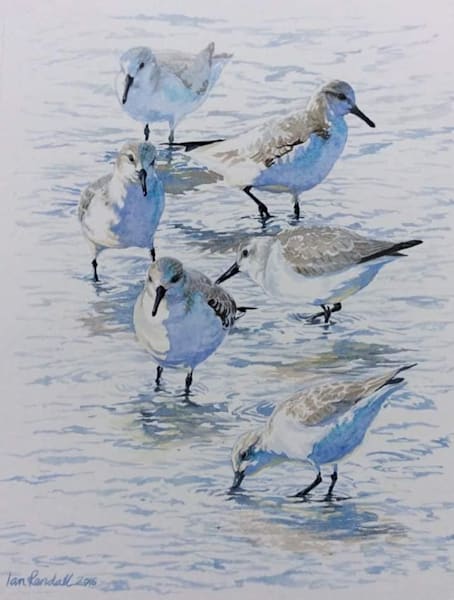 Birds - giclée prints Art | Ian Rendall Artist