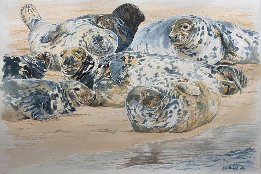 Newburgh Seals Art | Ian Rendall Artist