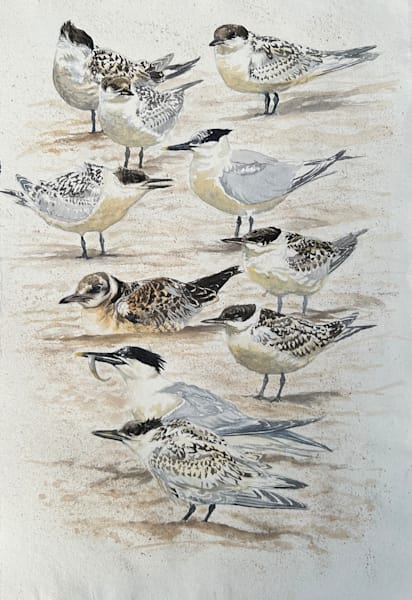 Birds   Giclée Prints