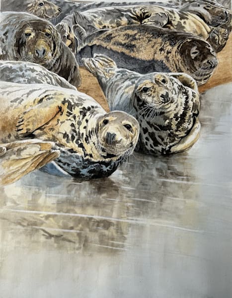 Seals   Giclée Prints