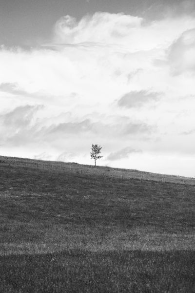 Solo Tree