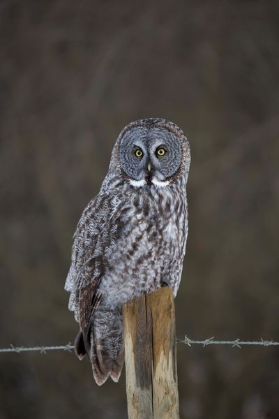What A Hoot
