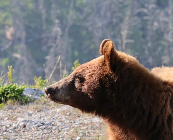 Bear Necessities
