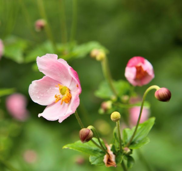 Bloomin Beauty