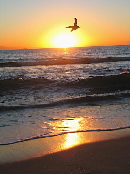 Fly Into The Sun Photography Art | Art Thou Grateful