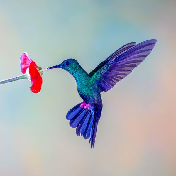 Birds of Central and South America