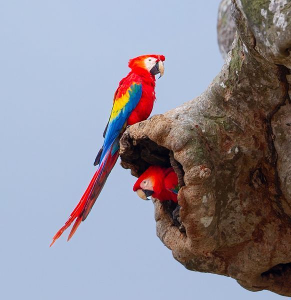 Birds of Central and South America