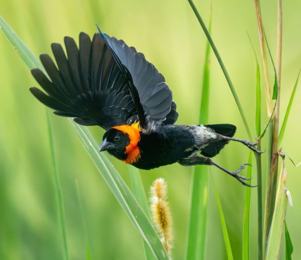 Birds of Africa