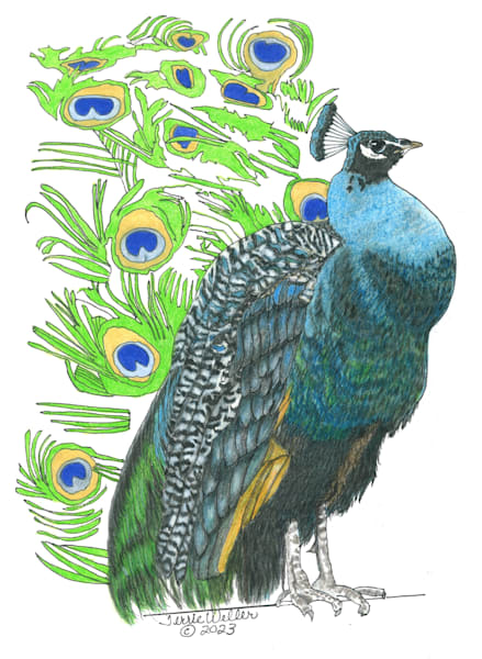 Blue Peacock Art | Fine Art by Terrie D