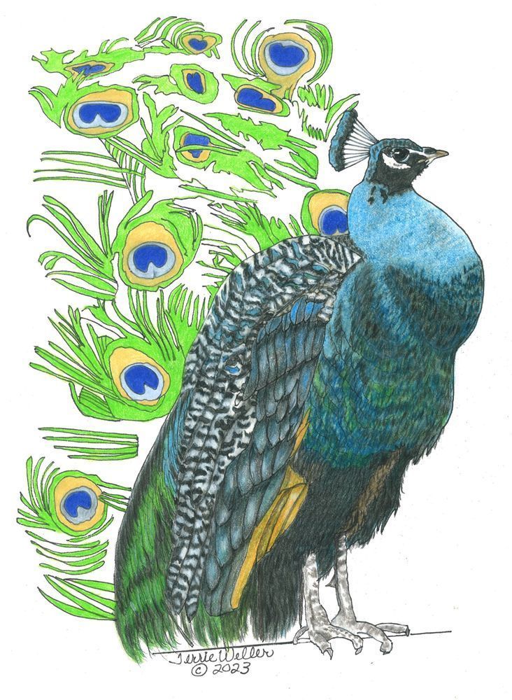 Blue Peacock Art | Fine Art by Terrie D