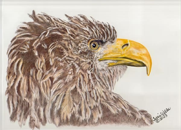 Golden Eagle Head Art | Fine Art by Terrie D