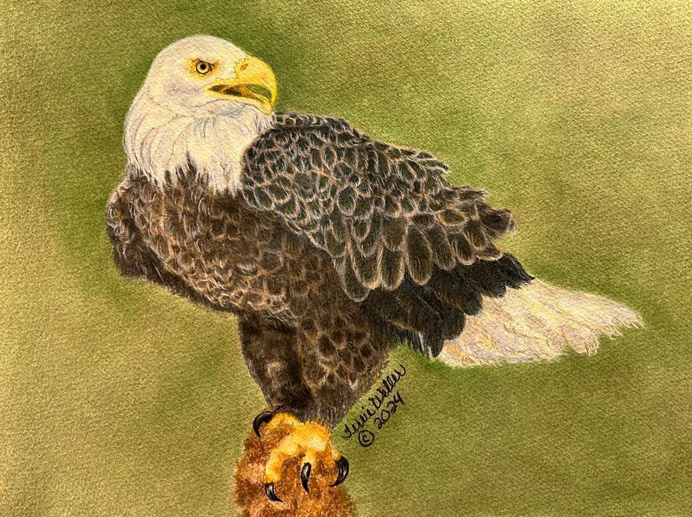 Eagle In Pan Pastel And Colored Pencil Art | Fine Art by Terrie D
