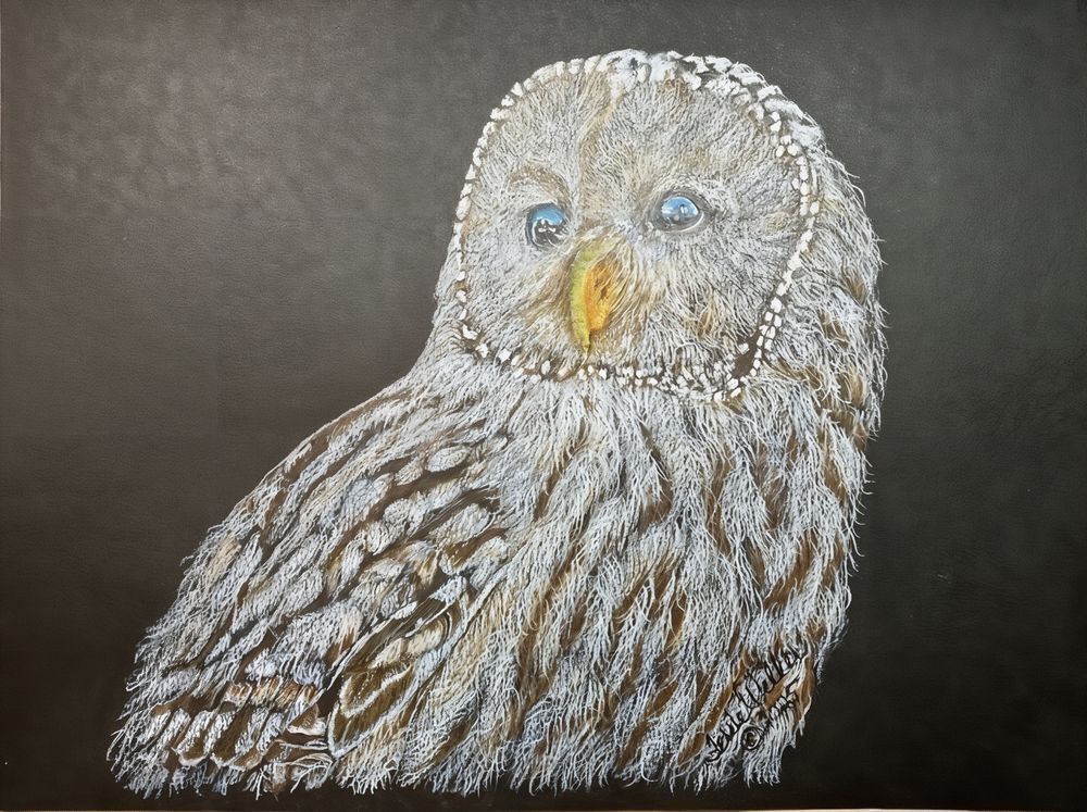 White Owl On Black Art | Fine Art by Terrie D
