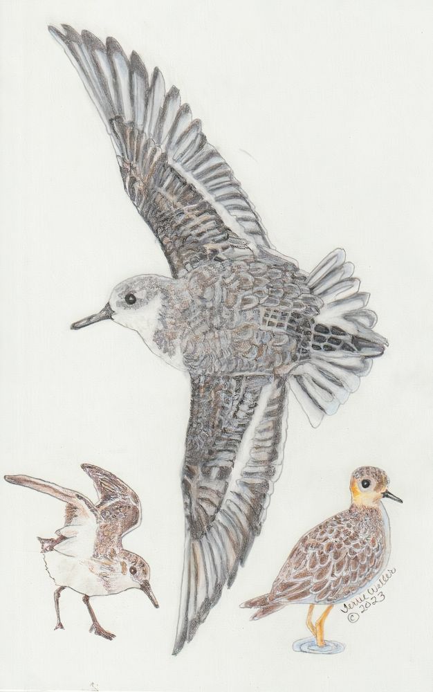 Study Of The Sandpiper Art | Fine Art by Terrie D