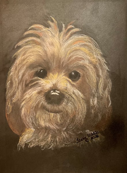 Dogs and Cats and Other Pets