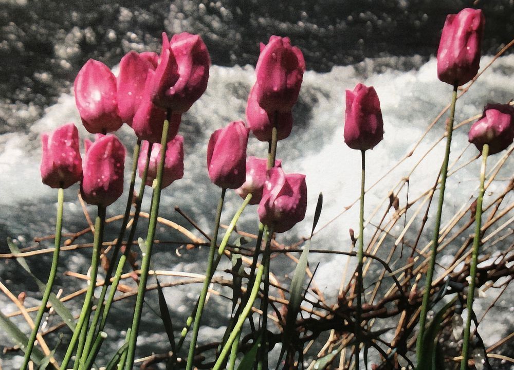 Tulips At Belknap Gardens Close Up Art | Fine Art by Terrie D