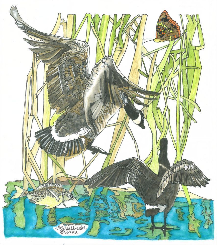 Two Canada Geese Art | Fine Art by Terrie D