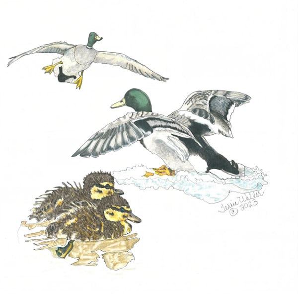 Study Of A Mallard Family Art | Fine Art by Terrie D