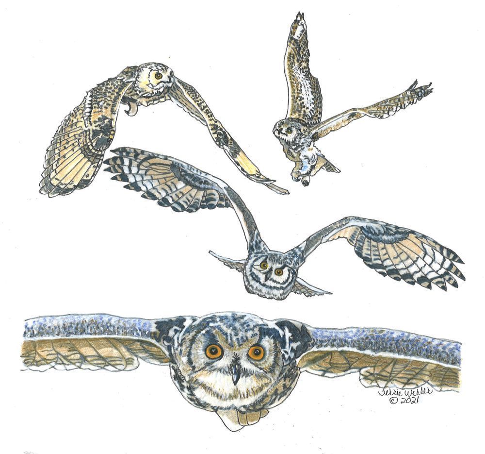 Study Of An Owl In Flight Art | Fine Art by Terrie D