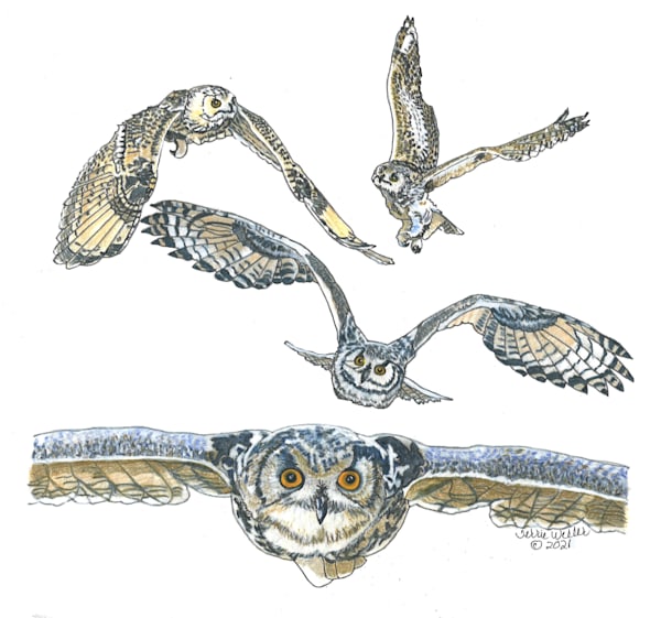 Study Of An Owl In Flight Art | Fine Art by Terrie D
