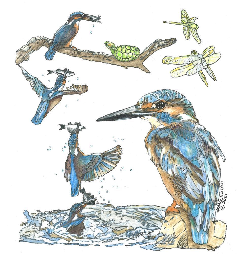 Kingfisher's Dance Art | Fine Art by Terrie D