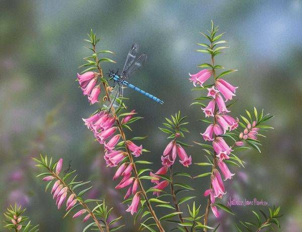 Heathland Harmony – Common Heath & Blue Damselfly Art | Natalie Jane Parker