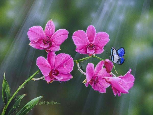 Tropical Lustre – Cooktown Orchid & Butterfly Art | Natalie Jane Parker