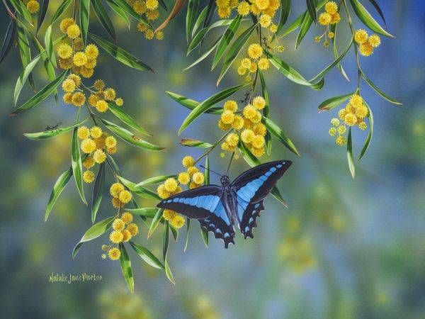 Spring Bloom – Golden Wattle & Blue Triangle Butterfly Art | Natalie Jane Parker
