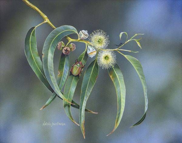 Southern Blue – Tasmanian Blue Gum & Christmas Beetle Art | Natalie Jane Parker