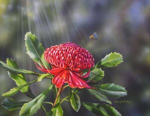 Peaceful Place – Waratah & Blue-banded Bee Art | Natalie Jane Parker