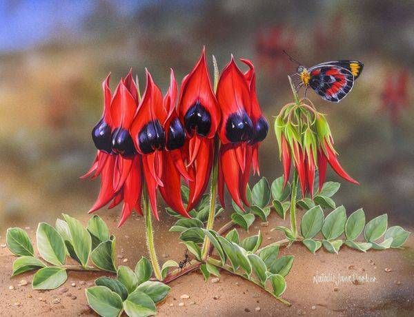 Peas in a Pod – Sturt's Desert Pea & Butterfly Art | Natalie Jane Parker
