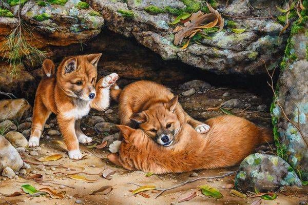 Playful Antics – Dingo Pups Art Print | Australian Wildlife Art | Natalie Jane Parker