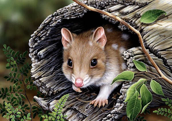 Eastern Quoll (Dasyurus viverrinus) Australian Wildlife Art by Natalie Jane Parker