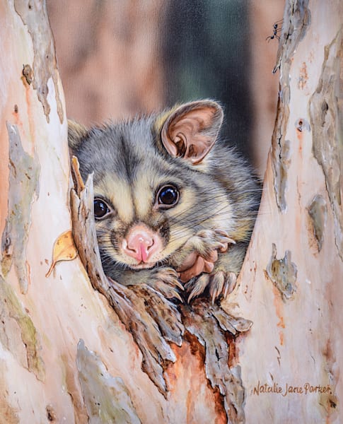 Common Brushtail Possums (Trichosurus vulpecula) Australian Wildlife Art by Natalie Jane Parker