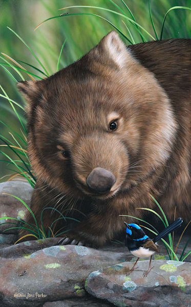 Bare-nosed Wombat (Vombatus ursinus) with a Male Superb Fairy-wren (Malurus cyaneus) Australian Wildlife Art by Natalie Jane Parker