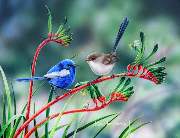 White-winged Fairy-wren (Malurus leucopterus) Australian Wildlife Art by Natalie Jane Parker