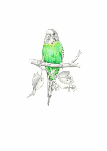 Budgerigar (budgie) (Melopsittacus undulatus) Graphite Pencil Sketch with a touch of colour Australian Wildlife Art by Natalie Jane Parker