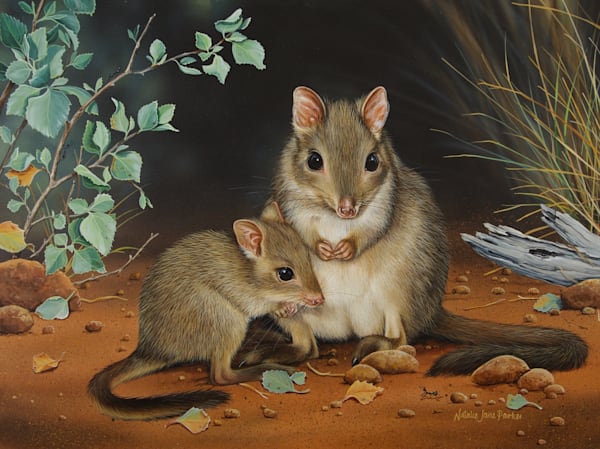 Brush-tailed Bettong (Woylie) (Bettongia penicillata ogilbyi) Australian Wildlife Art by Natalie Jane Parker