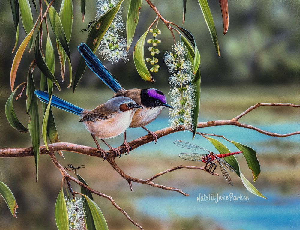 Beside the Billabong - Purple-crowned Fairy-wren Art Print | Australian Wetland Bird Art
