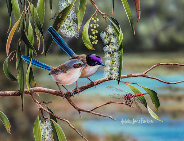 Beside the Billabong - Purple-crowned Fairy-wren Art Print | Australian Wetland Bird Art