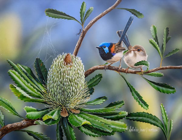 Variegated Fairy-wren (Malurus lamberti) Australian Wildlife Art by Natalie Jane Parker