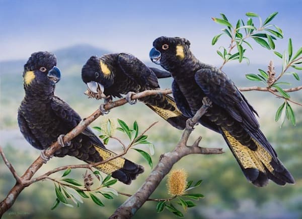 Yellow-tailed black cockatoo (Zanda funerea) Australian Wildlife Art by Natalie Jane Parker