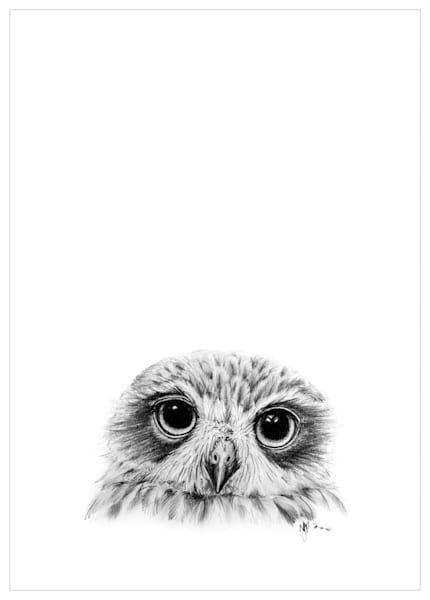 Boobook Owl Pencil Drawing