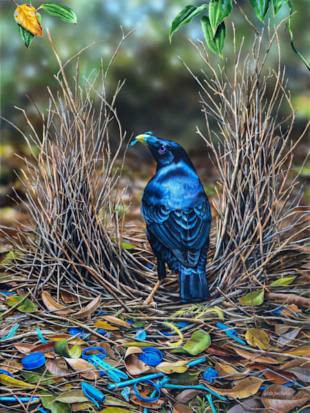 Blue Attraction – Satin Bowerbird Art by Natalie Jane Parker | Australian Wildlife Print