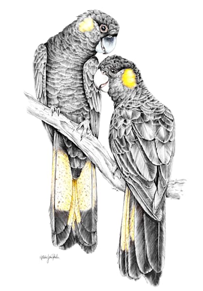 Yellow-tailed black cockatoo (Zanda funerea) Graphite Pencil Drawing with a touch of colour Australian Wildlife Art by Natalie Jane Parker