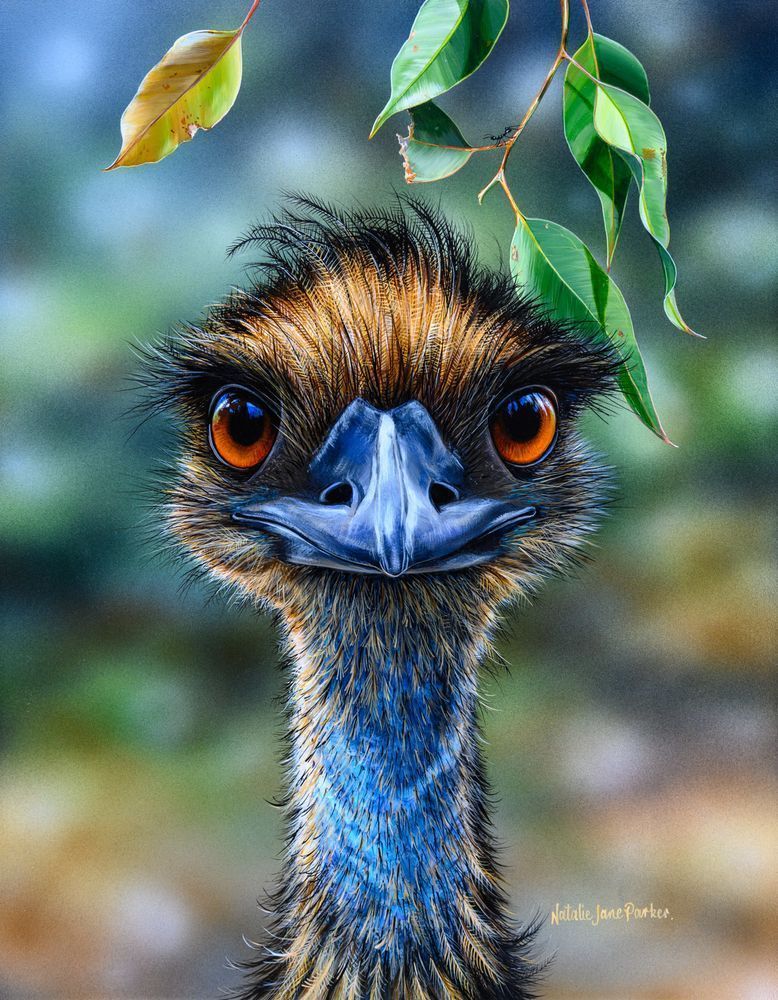 Emu (Dromaius novaehollandiae) Australian Wildlife Art by Natalie Jane Parker