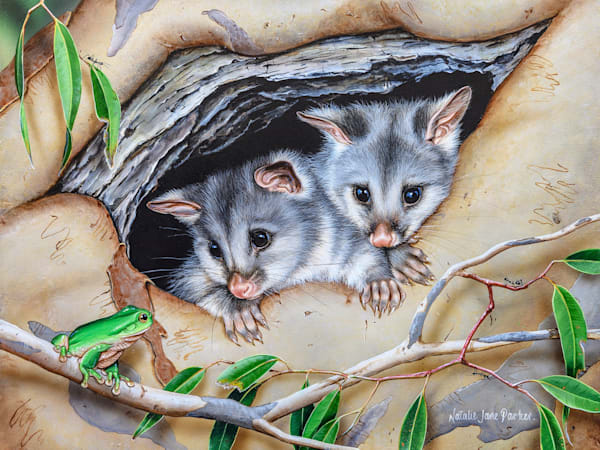 Brushtail Possum and Green Tree Frog Art Print | "Cosy Home" by Natalie Jane Parker